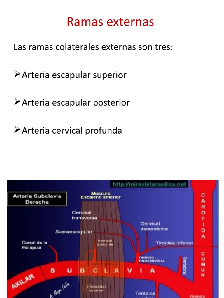 Arteria Subclavia PDF