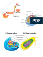 Estructura y tipos de células en