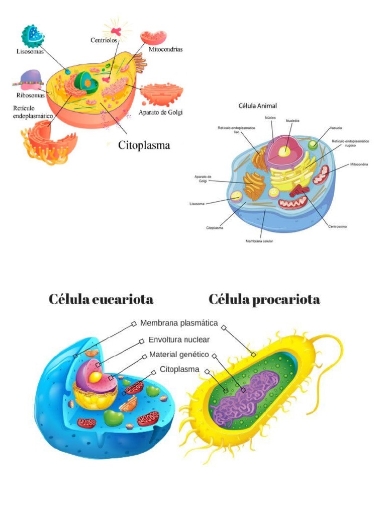 Estructura y tipos de células en | PDF | Biología Celular) | Citoplasma