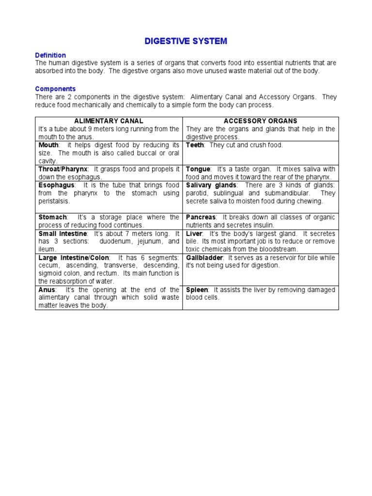 Digestive System | PDF | Human Digestive System | Gastrointestinal Tract
