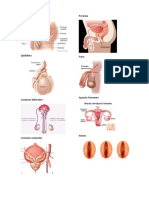 Aparato Masculino, y Sus Partes