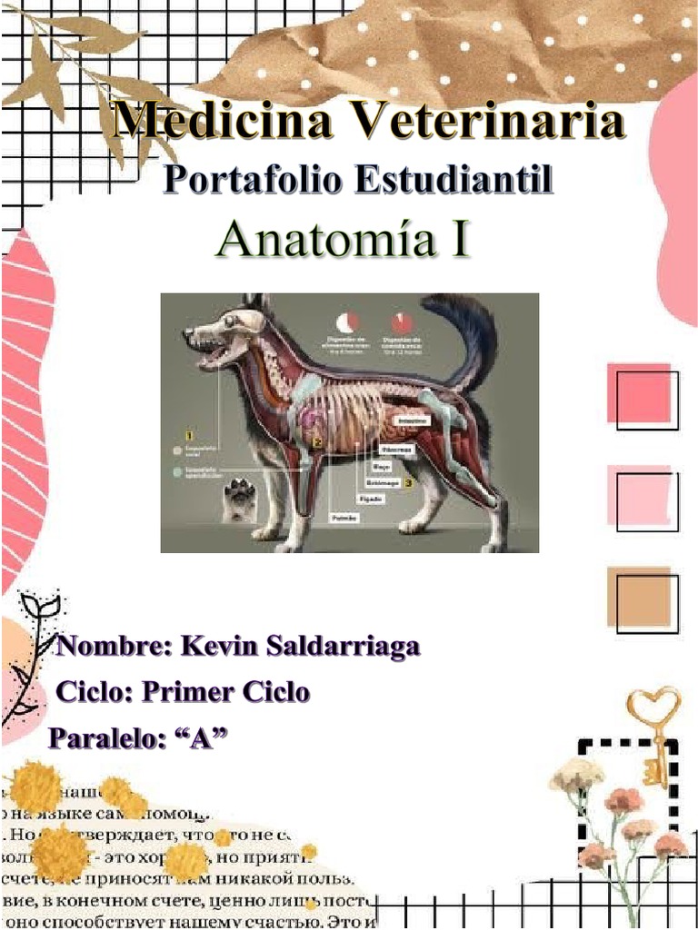 Anatomia Pdf Medicina Veterinaria Educación Primaria