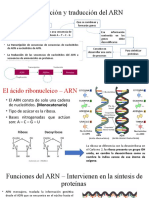 Transcripción y Traducción Del ARN