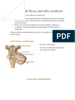 Sistema de Fibras Del Tallo Cerebral