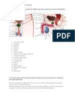 Activitats Aparell Reproductor Masculí. Resolt