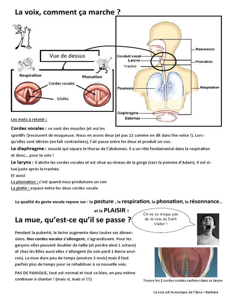 Anatomie de la voix et mue vocale | PDF