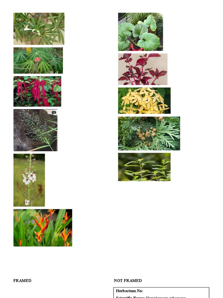 Herbarium Label PDF