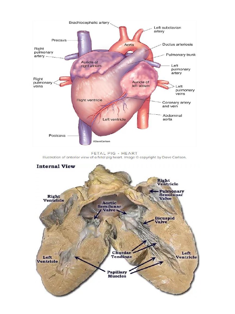 Heart Label | PDF