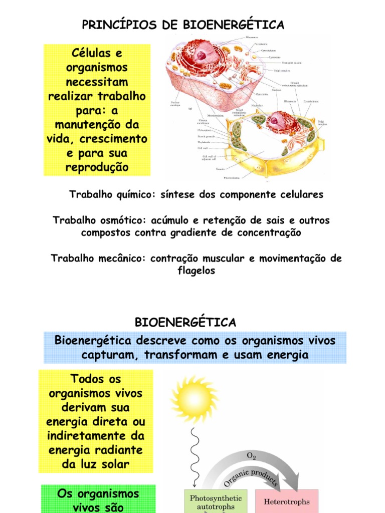 Bioenergetica | PDF | Energia livre de Gibbs | Entropia