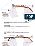 SPERMATOGENESIS