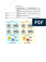 Types of Nucleotides Can Be Summarized As Follows