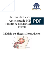 Anatomía Sistema Reproductor Masculino