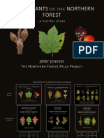 Digital Atlas of Woody Plants, For Web Site, 27 Apr 2020