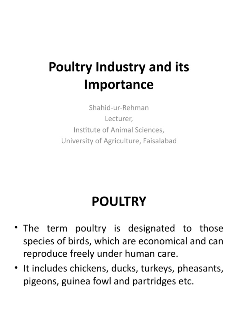 Poultry Industry & Its Importance PDF Chicken Poultry Farming