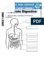 Ficha de Aparato Digestivo para Segundo de Primaria