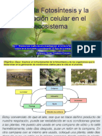 Rol de La Fotosíntesis y La Respiración Celular en El Ecosistema