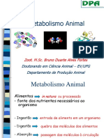 Metabolismo Animal