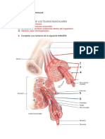 TP Muscular Con Respuestas - 1 - 1