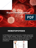 Organos Hematopoyeticos