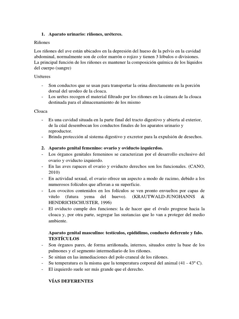 Anatomía de Las Aves PDF Cerebro Oído