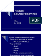 Anatomi Sistem Perkemihan