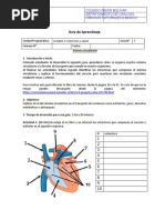 GUIA Sistema Circulatorio