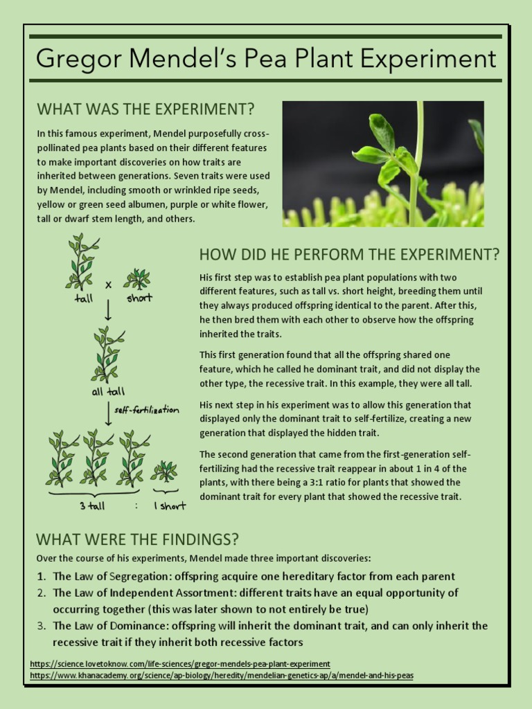 Gregor Mendel Pea Experiment Pdf Dominance Genetics Botany