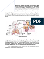 Sistem Pernapasan Manusia Tersusun Atas Hidung