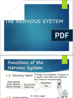 The Nervous System