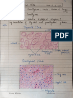 Histological Slides - Thyroid, Parathyroid, Muscle, Neuron and Lungs