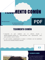 1.4. Tegumento Común-1