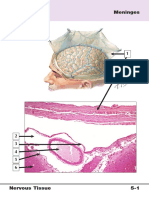 Understanding the Meninges and Nervous Tissue Structures