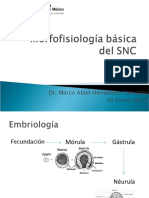 Morfofisiología Del SNC