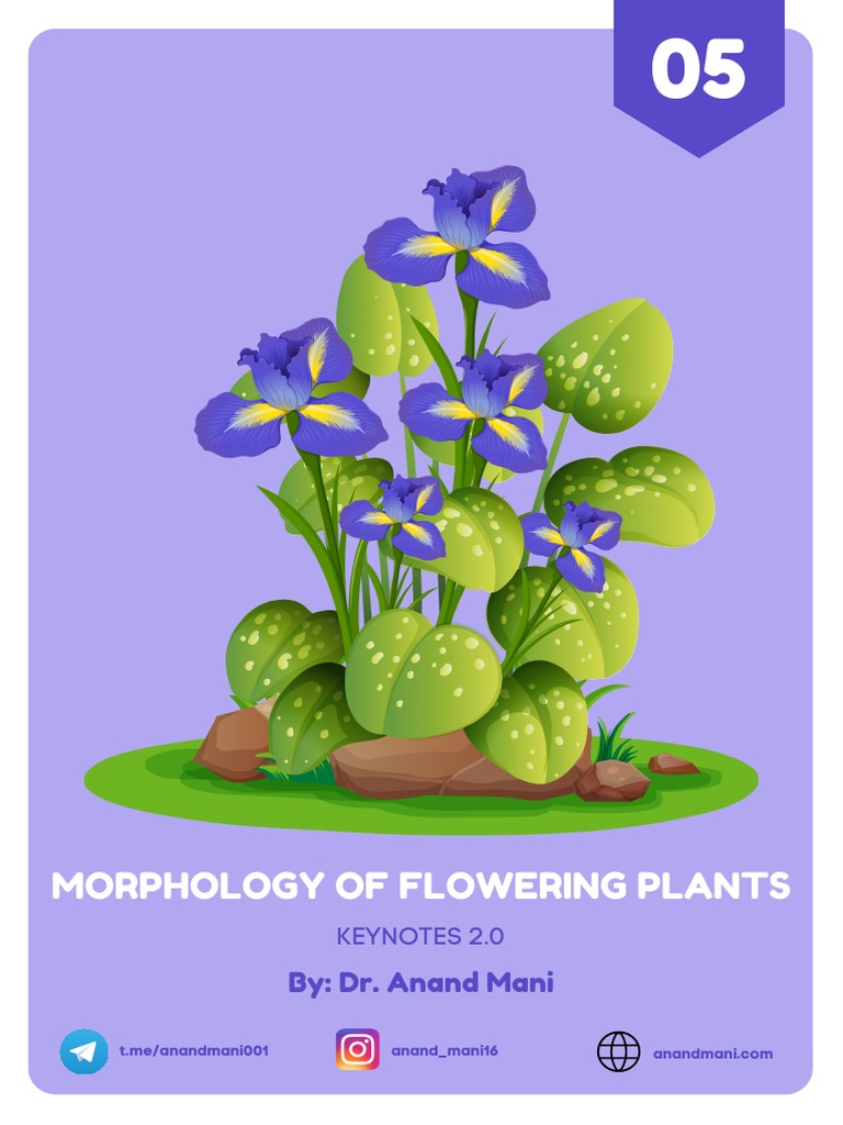 Morphology of flowering plants key notes 2 0 pdf seed leaf