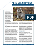 Raccoon Fact Sheet