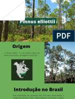 Origem e impactos da Pinus elliottii no Brasil
