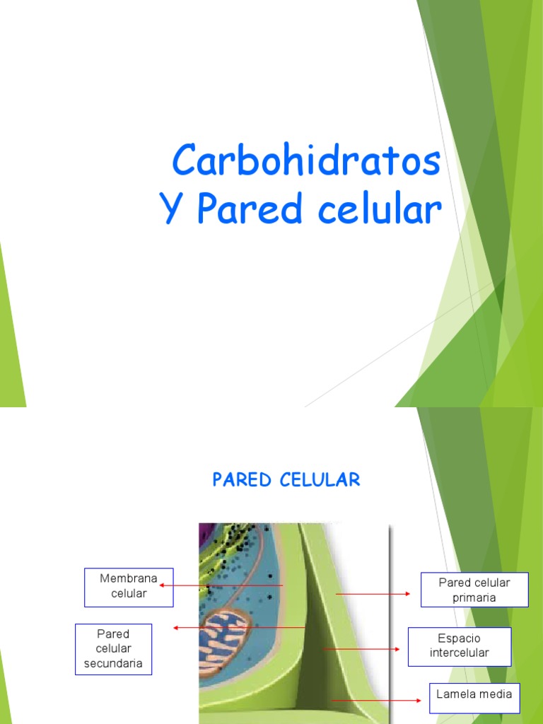 Pared Celular y Carbohidratos | PDF | Carbohidratos | Glucosa