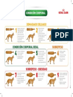 TABLA-CONDICION-CORPORAL-gato