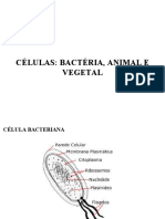 Apresentação Célula Bactéria Animal Vegetal 2 Ano Vespertino