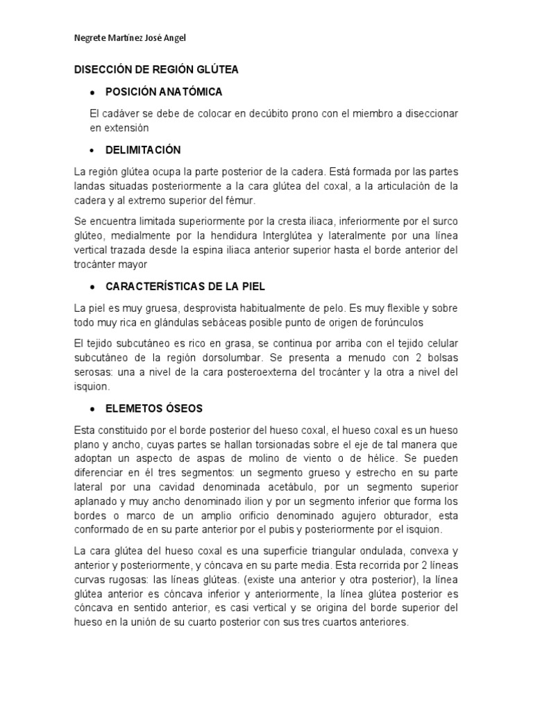 Anatomía y Disección de la Región Glútea | PDF | Anatomía humana | Anatomía  del miembro inferior, image size:768x1024