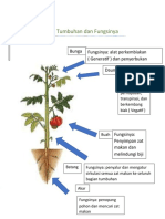 Bagian Tumbuhan Dan Fungsinya