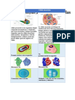 Célula Procariota