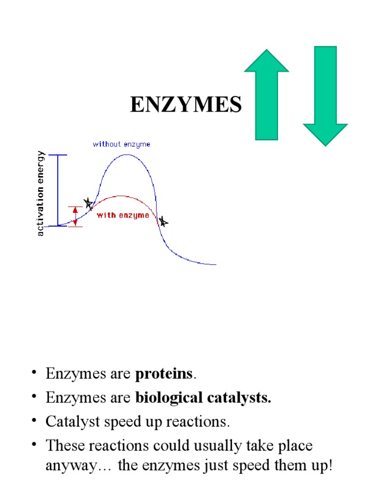 Chemical Reactions and Enzymes PreAP 1st 3 PDF