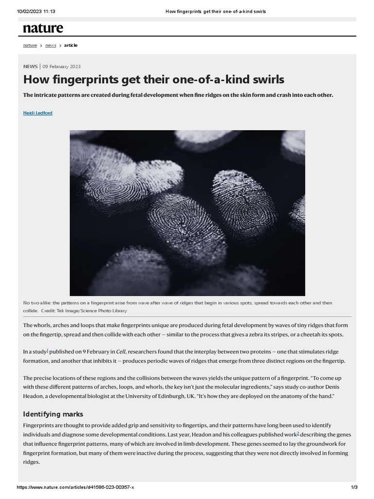 How Fingerprints Get Their One-Of-A-Kind Swirls | PDF | Fingerprint