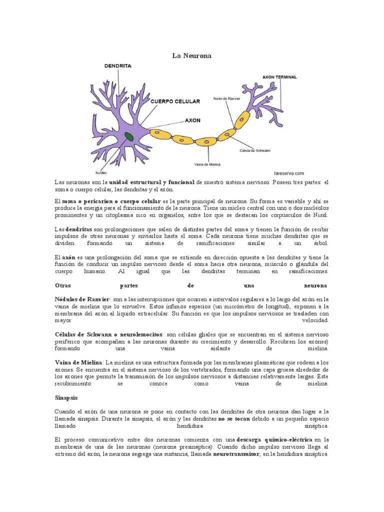 Estructura y tipos de neuronas | PDF | Sinapsis | Sistema nervioso