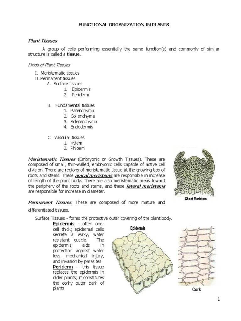 Plant Tissue Types and Functions Explained | PDF | Tissue (Biology) | Leaf