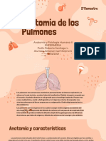 Anatomia del pulmon