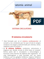 Anatomía Animal Sistdema Circulatorio