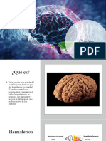 Cerebro Neuro P