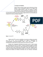 Moléculas de Alta Energía de Hidrólisis